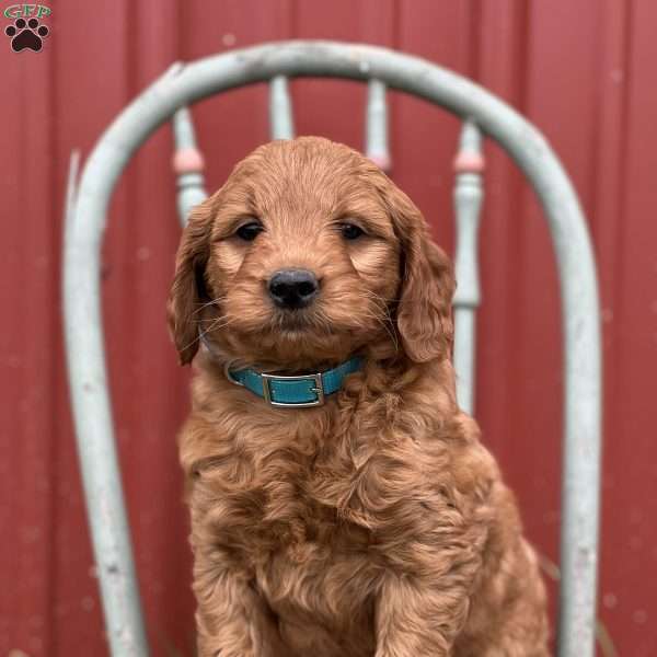 Darren, Mini Goldendoodle Puppy