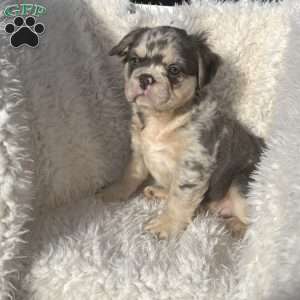 Calvin, French Bulldog Puppy