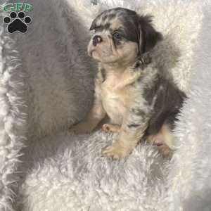 Calvin, French Bulldog Puppy