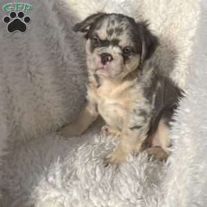Calvin, French Bulldog Puppy