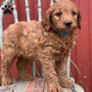 Darren, Mini Goldendoodle Puppy
