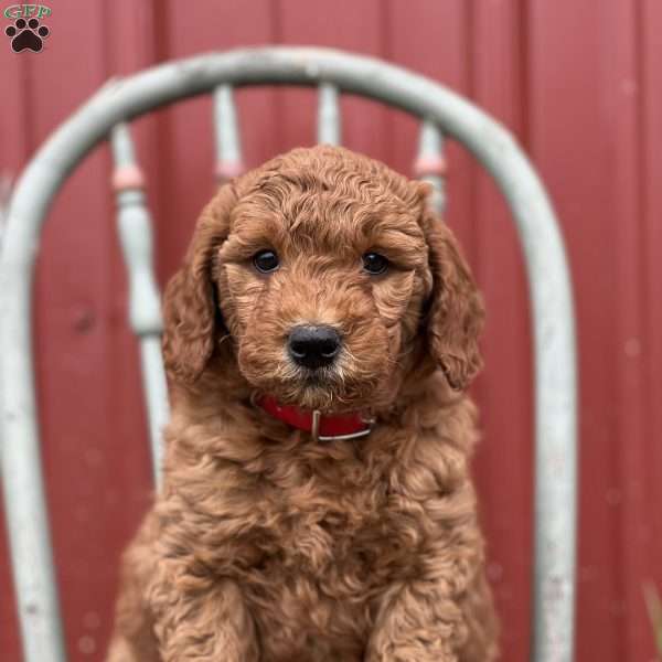 Daniel, Mini Goldendoodle Puppy