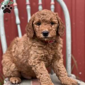 Daniel, Mini Goldendoodle Puppy