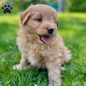 Han Solo, Mini Golden Mountain Doodle Puppy