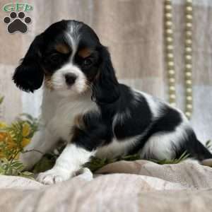 Tina, Cavalier King Charles Spaniel Puppy
