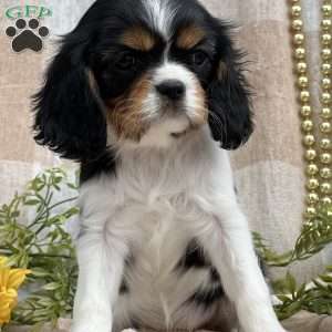Twila, Cavalier King Charles Spaniel Puppy