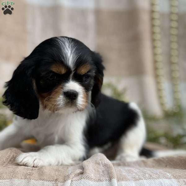 Twila, Cavalier King Charles Spaniel Puppy