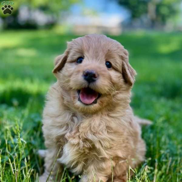 Han Solo, Mini Golden Mountain Doodle Puppy