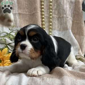 Tessa, Cavalier King Charles Spaniel Puppy