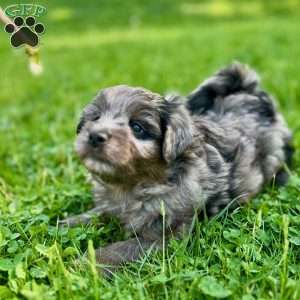 Luke, Mini Golden Mountain Doodle Puppy