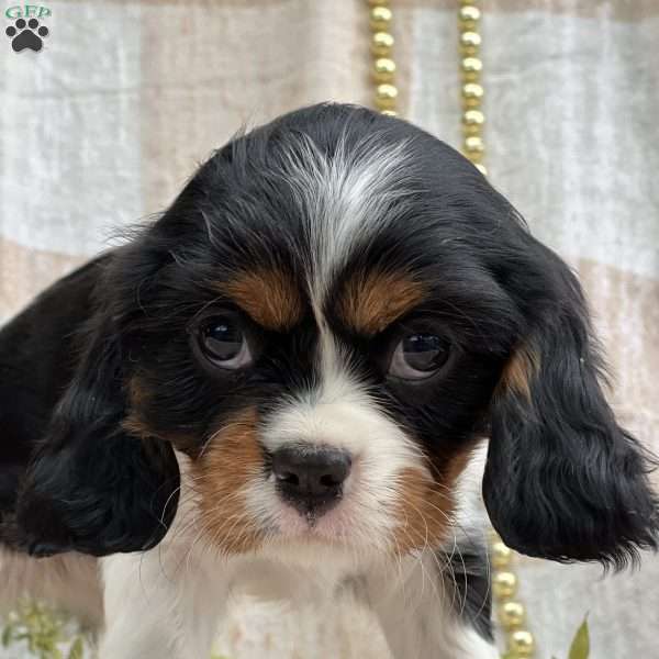 Tessa, Cavalier King Charles Spaniel Puppy