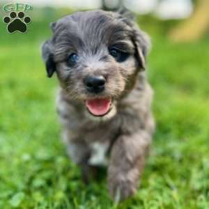 Luke, Mini Golden Mountain Doodle Puppy
