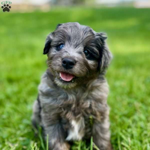 Luke, Mini Golden Mountain Doodle Puppy