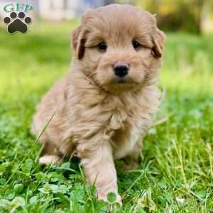 Han Solo, Mini Golden Mountain Doodle Puppy