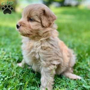 Han Solo, Mini Golden Mountain Doodle Puppy