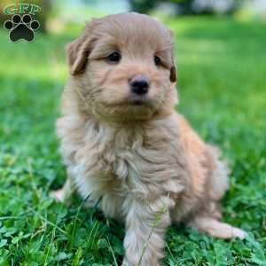 Han Solo, Mini Golden Mountain Doodle Puppy