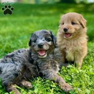 Han Solo, Mini Golden Mountain Doodle Puppy