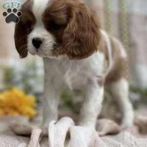 Twinkie, Cavalier King Charles Spaniel Puppy