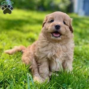 Han Solo, Mini Golden Mountain Doodle Puppy