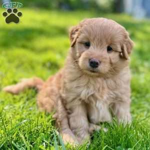 Han Solo, Mini Golden Mountain Doodle Puppy