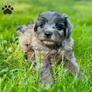Luke, Mini Golden Mountain Doodle Puppy