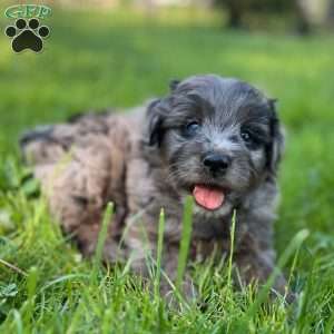 Luke, Mini Golden Mountain Doodle Puppy