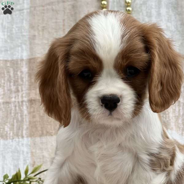 Twinkie, Cavalier King Charles Spaniel Puppy