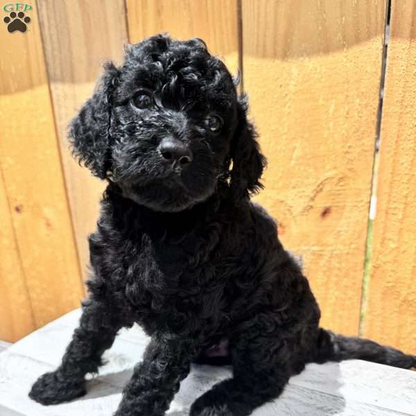 Shadow, Mini Goldendoodle Puppy