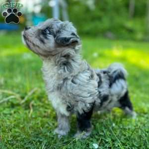 Leia, Mini Golden Mountain Doodle Puppy