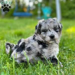 Leia, Mini Golden Mountain Doodle Puppy