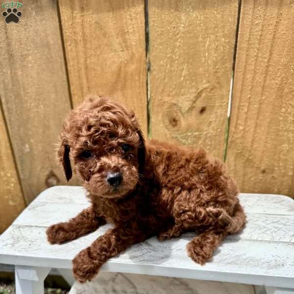 Cinnamon Roll, Mini Goldendoodle Puppy