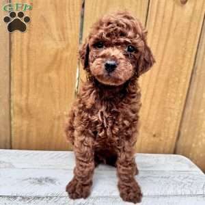 Cinnamon Roll, Mini Goldendoodle Puppy