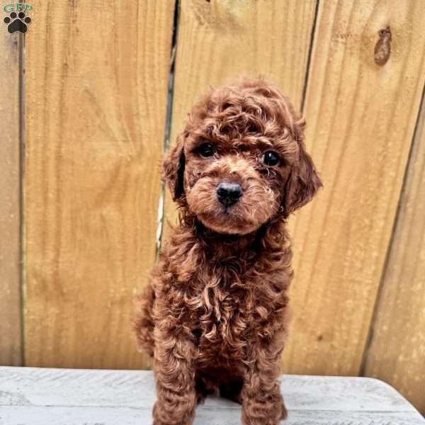 Cinnamon Roll, Mini Goldendoodle Puppy