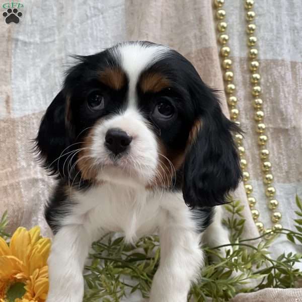 Teddy, Cavalier King Charles Spaniel Puppy