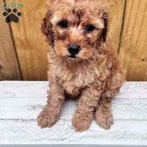 Teddy Bear, Mini Goldendoodle Puppy