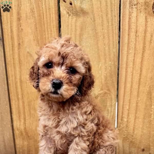 Teddy Bear, Mini Goldendoodle Puppy