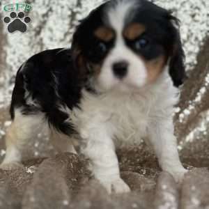 Smokey, Cavalier King Charles Spaniel Puppy