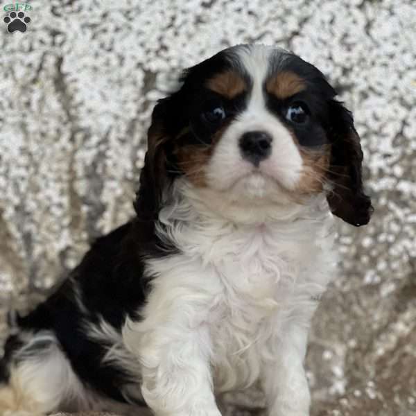 Smokey, Cavalier King Charles Spaniel Puppy