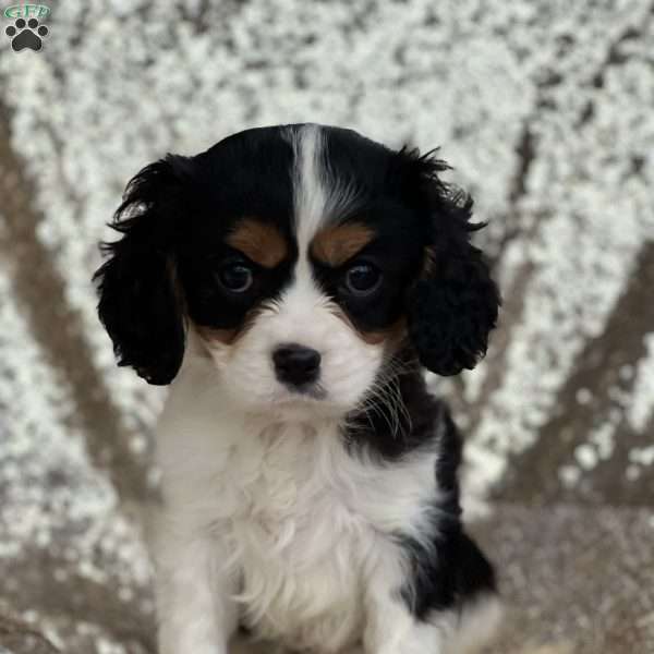 Stormy, Cavalier King Charles Spaniel Puppy