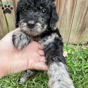 Stormi, Mini Goldendoodle Puppy