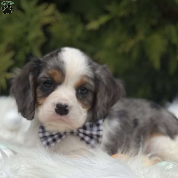 Tucker, Cavalier King Charles Spaniel Puppy