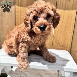 Tanner, Mini Goldendoodle Puppy
