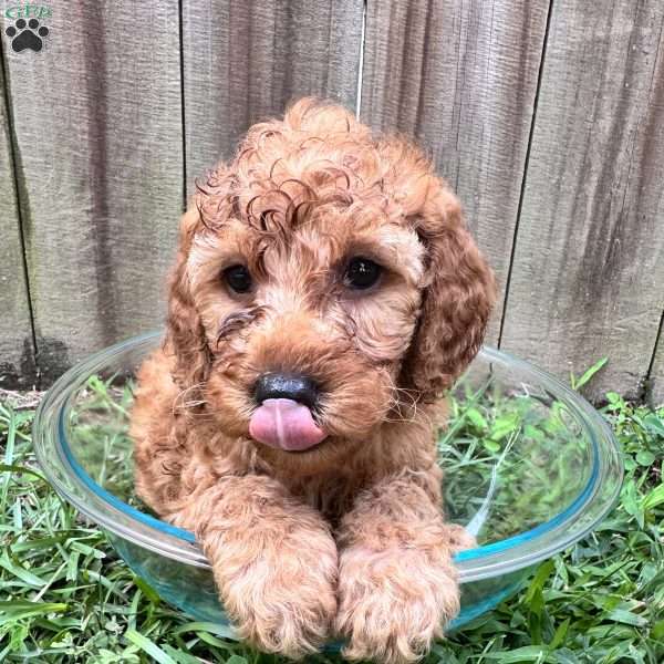 Tanner, Mini Goldendoodle Puppy