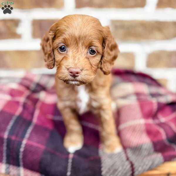 Ruby, Cockapoo Puppy