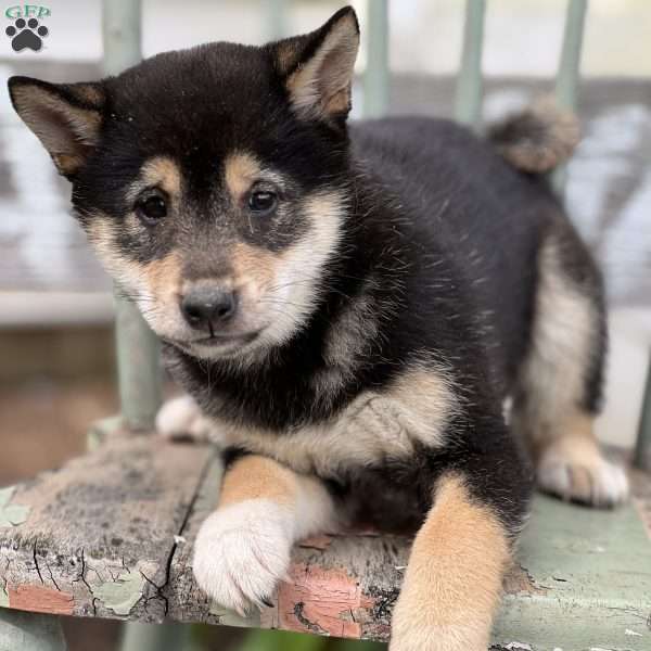 Taira, Shiba Inu Puppy