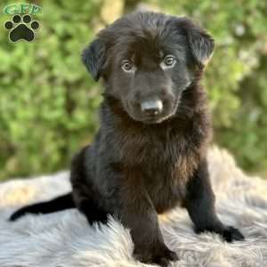 Bear, German Shepherd Puppy