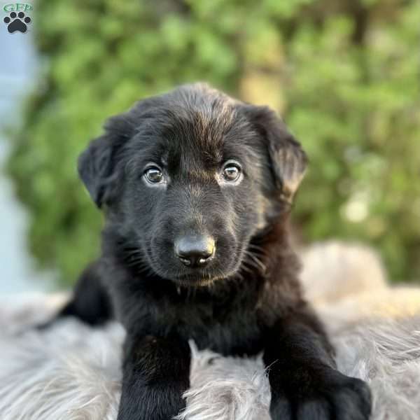 Bear, German Shepherd Puppy