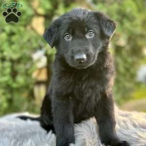 Bear, German Shepherd Puppy