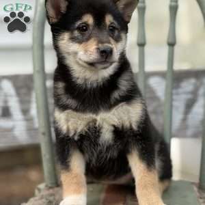 Taira, Shiba Inu Puppy