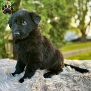 Bear, German Shepherd Puppy